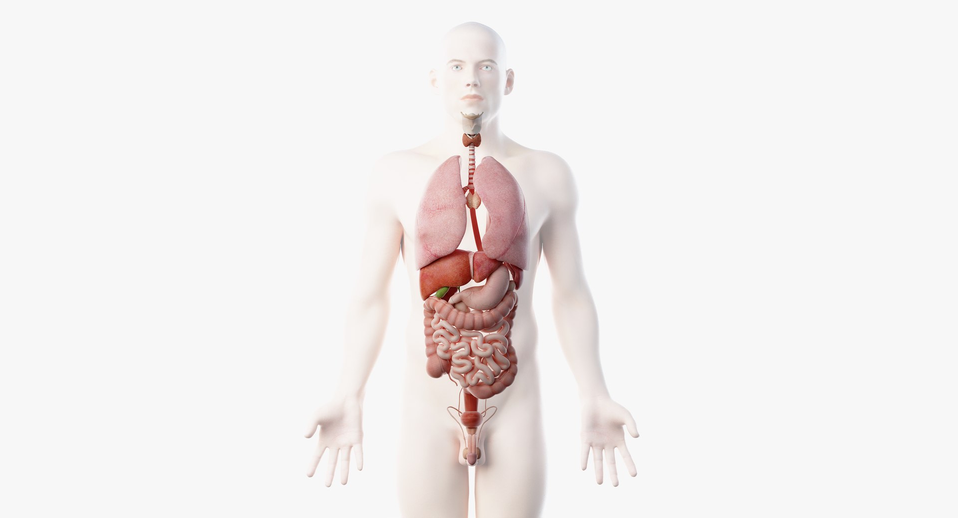 3D male anatomy rigged https://p.turbosquid.com/ts-thumb/wR/rOgvIa/WtdYddfj/organs02/png/1560164740/1920x1080/fit_q87/7b30d8839bc262a8706374073f37896d9ccd042e/organs02.jpg