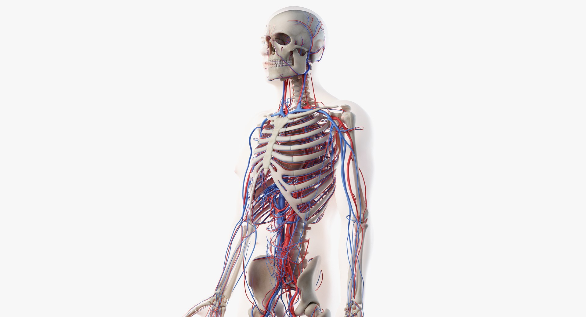 3D male anatomy rigged https://p.turbosquid.com/ts-thumb/wR/rOgvIa/Y7ckVUyL/vasc06/png/1560164586/1920x1080/fit_q87/25c35eb23f0c895eca419dee26bfb04b9c7f1d6b/vasc06.jpg