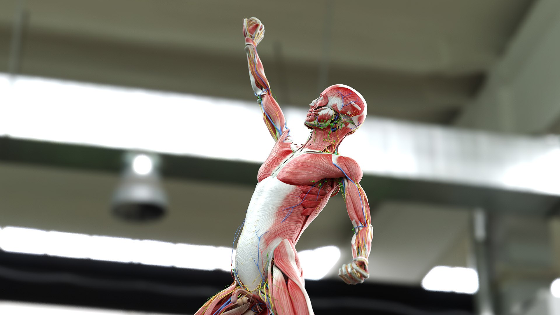 3D male anatomy rigged https://p.turbosquid.com/ts-thumb/wR/rOgvIa/YV5CtasP/male_06_b/jpg/1590493376/1920x1080/fit_q87/e676f79decad9ebd14376538b13b6e5f538246ad/male_06_b.jpg