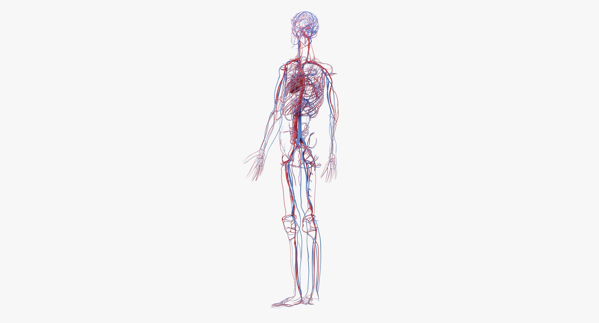 3D male anatomy rigged https://p.turbosquid.com/ts-thumb/wR/rOgvIa/YX5Qunn2/anatomy_vasc_07/png/1560164566/1920x1080/fit_q87/ed5831b9c5179d82d0084988e5de5bdaa48a7cfe/anatomy_vasc_07.jpg