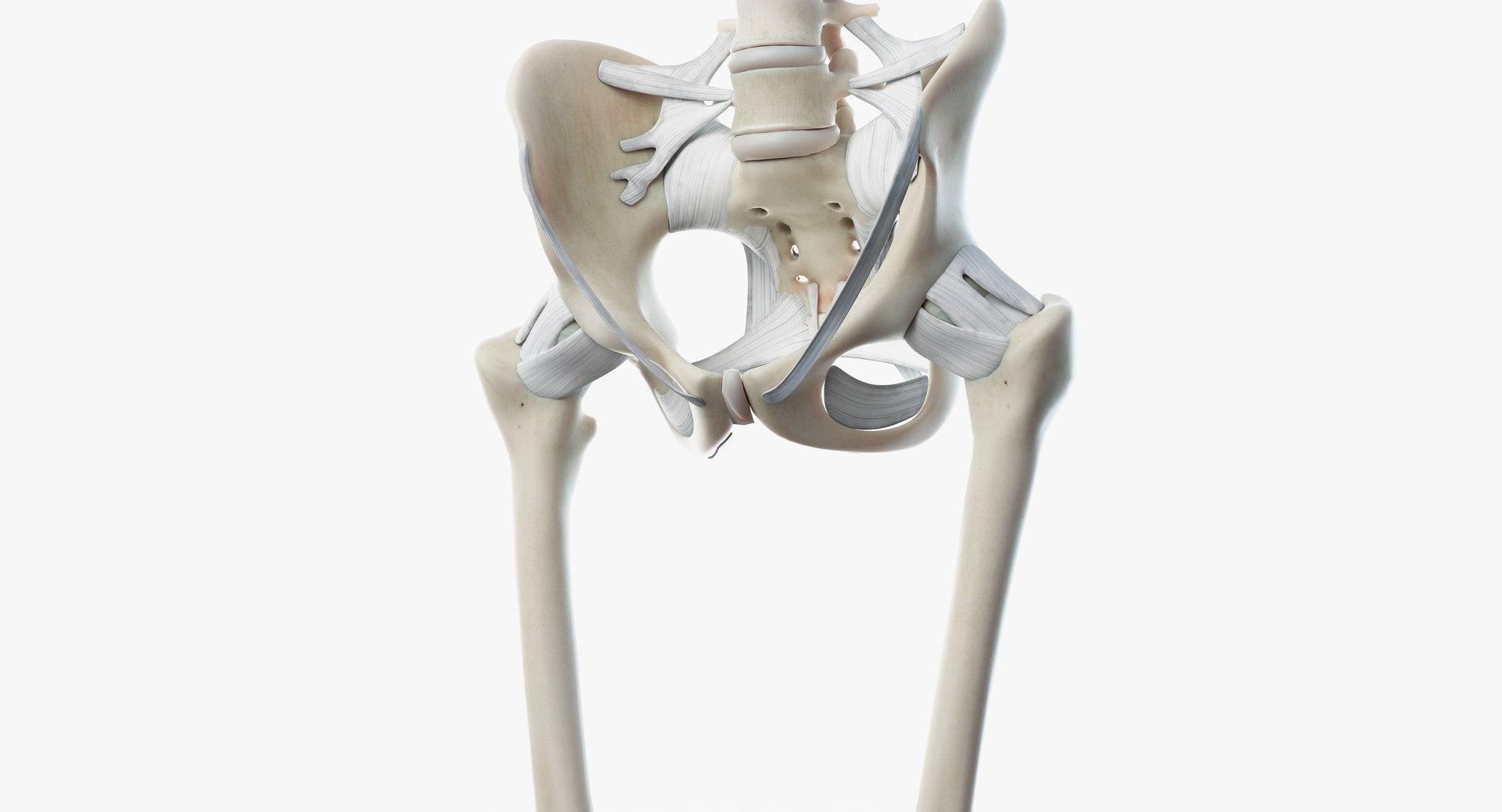 3D male anatomy rigged https://p.turbosquid.com/ts-thumb/wR/rOgvIa/b03KwLXH/skeleton13/png/1560164127/1920x1080/fit_q87/2cbc919615ce3f54bab6e16a54d2843bbd68beed/skeleton13.jpg