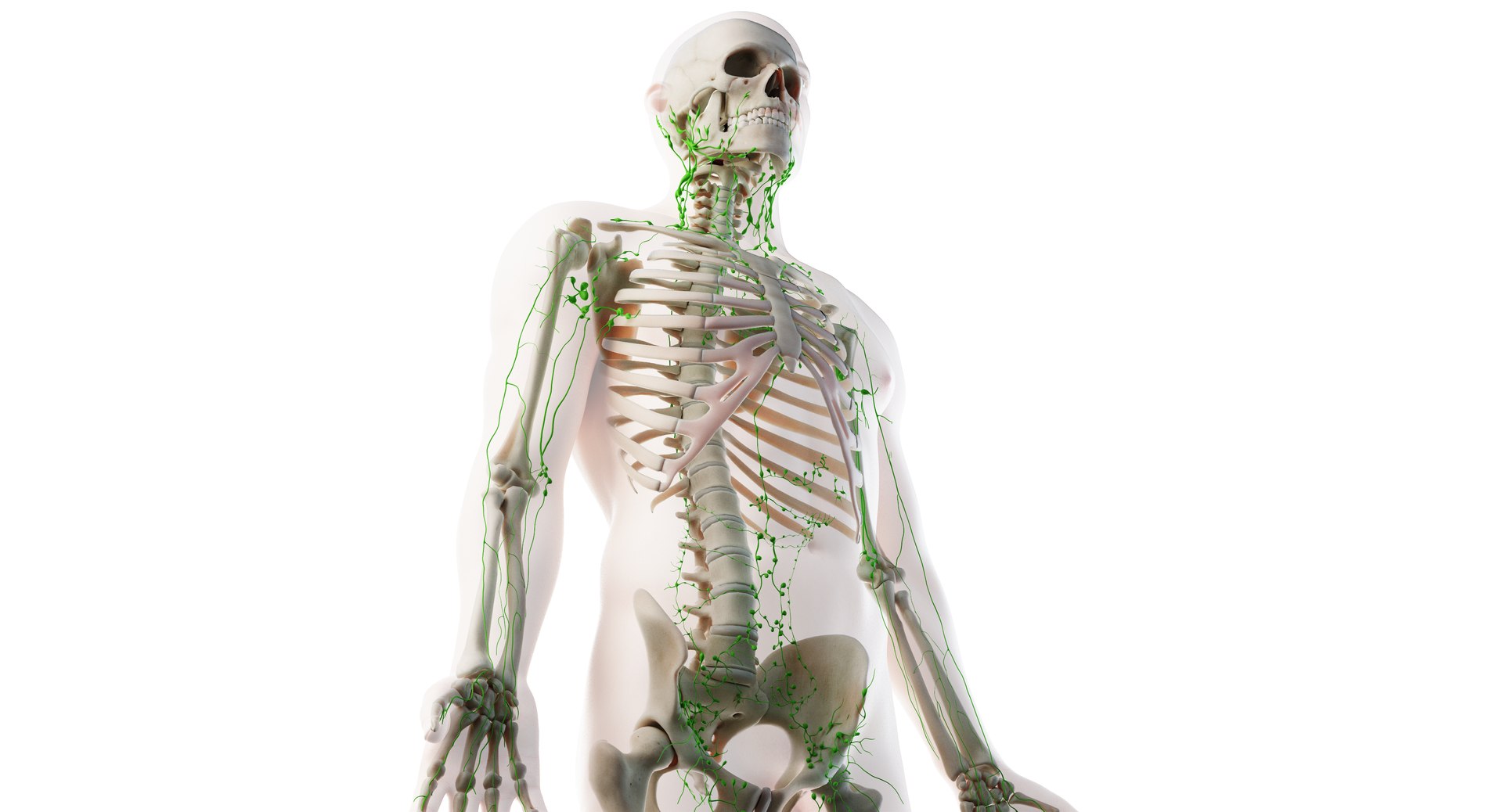 3D male anatomy rigged https://p.turbosquid.com/ts-thumb/wR/rOgvIa/dQKiTZOt/02_lymphatic13/png/1560164419/1920x1080/fit_q87/fee03fc55f946ac8e3b4009e8214af95655c3f65/02_lymphatic13.jpg