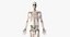 Anatomia Masculina Completa Equipada