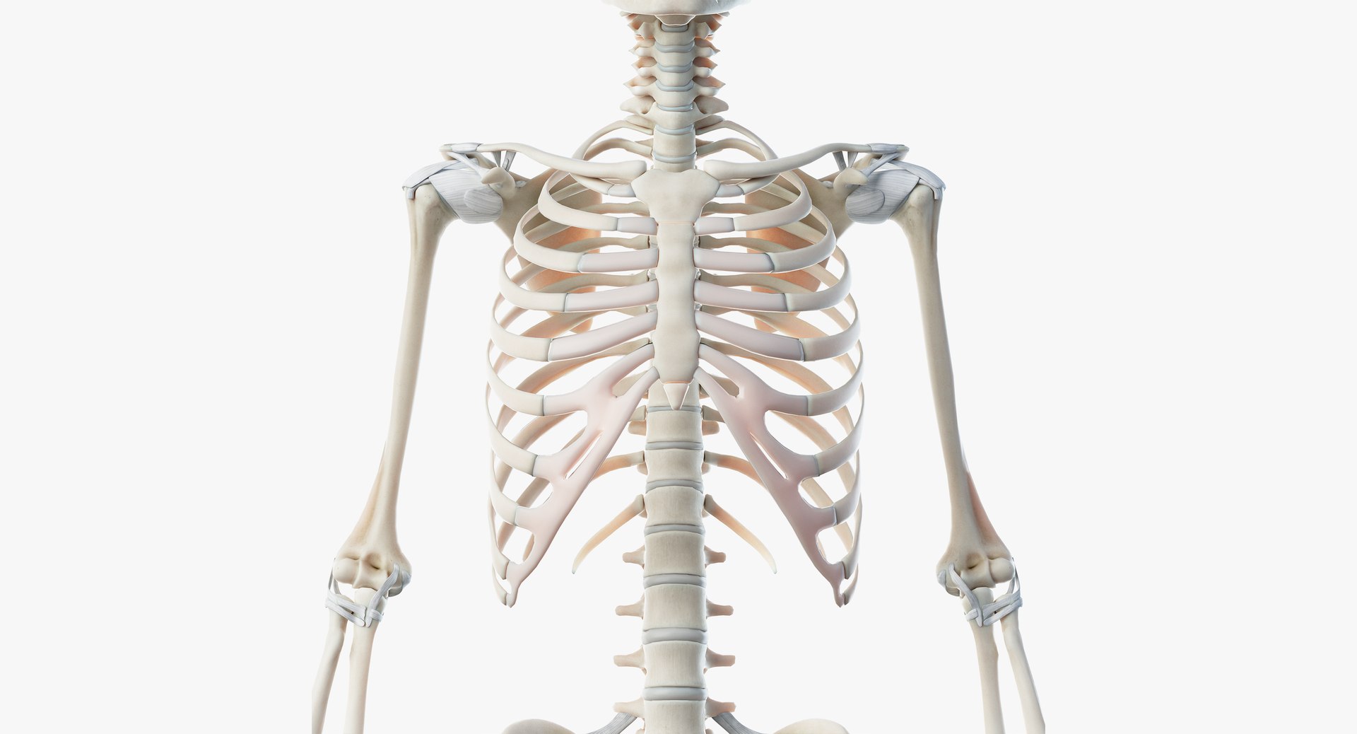 3D male anatomy rigged https://p.turbosquid.com/ts-thumb/wR/rOgvIa/faKoWfLF/skeleton03/png/1560164127/1920x1080/fit_q87/8cd93eef06faca55df7d8f8e2aa36326bf4bc719/skeleton03.jpg