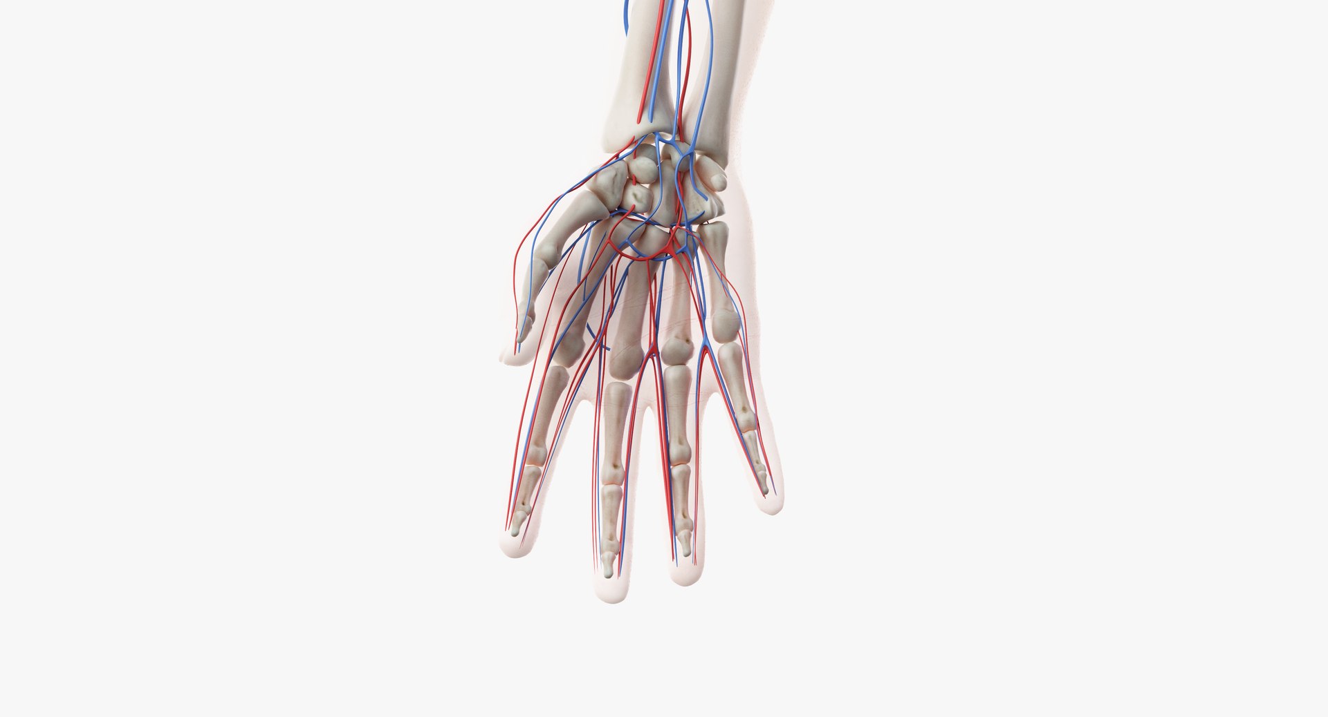 3D male anatomy rigged https://p.turbosquid.com/ts-thumb/wR/rOgvIa/frj7bN62/vasc10/png/1560164586/1920x1080/fit_q87/830d04a2f6ba9715ba488fc294c43a5d2e2f3ad8/vasc10.jpg