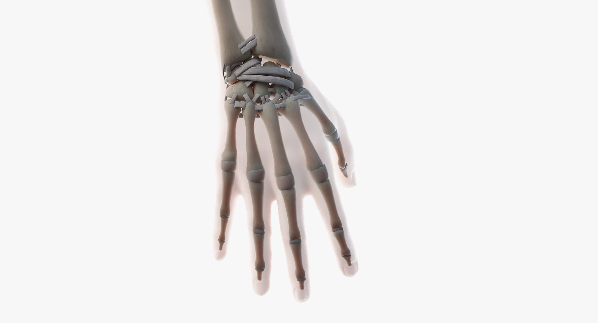 3D male anatomy rigged https://p.turbosquid.com/ts-thumb/wR/rOgvIa/hM8QDT3D/skeleton11/png/1560164127/1920x1080/fit_q87/ebc2a5533a955f7ca1749e6fc6ef3d3ca5cd9b7b/skeleton11.jpg
