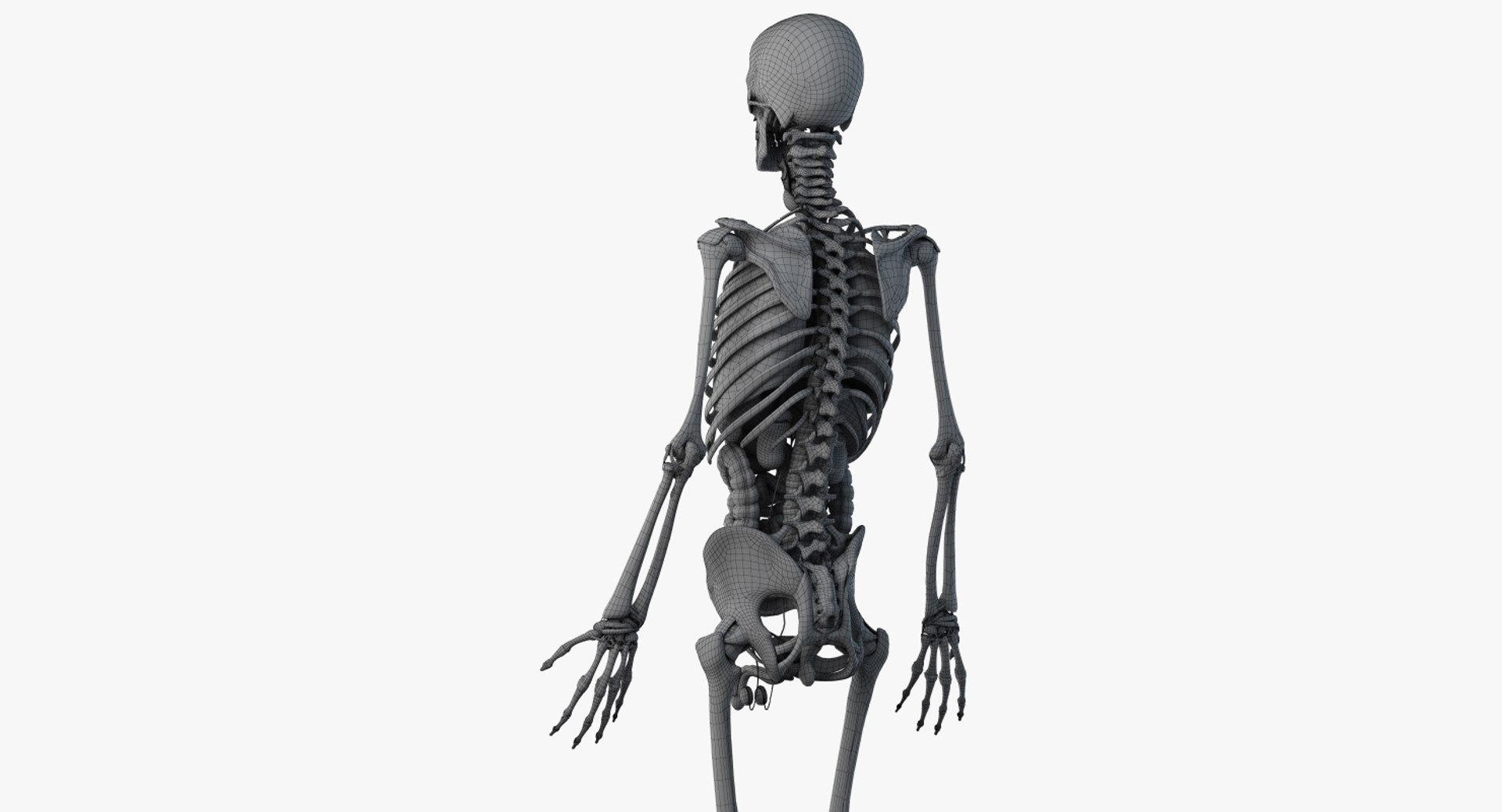 3D male anatomy rigged https://p.turbosquid.com/ts-thumb/wR/rOgvIa/ljszFGvI/male_anatomy_skeleton_org_wire0006/jpg/1560164939/1920x1080/fit_q87/37e60204f98040493d2c994ca694938b40c7ab61/male_anatomy_skeleton_org_wire0006.jpg