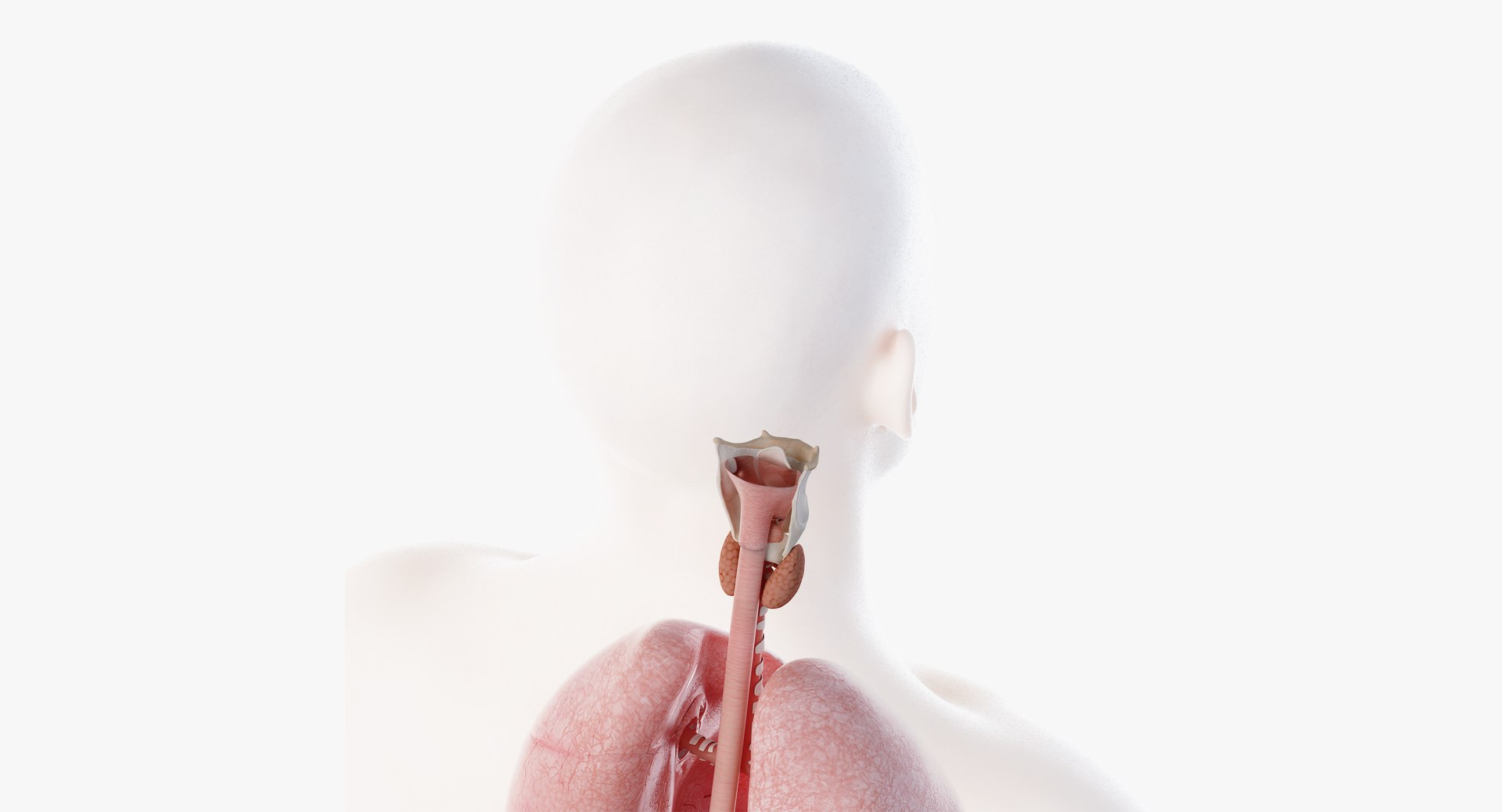 3D male anatomy rigged https://p.turbosquid.com/ts-thumb/wR/rOgvIa/nDcDyNN1/organs08/png/1560164740/1920x1080/fit_q87/4abd0c4d039a9880e782b275b364caa53fc7cc56/organs08.jpg