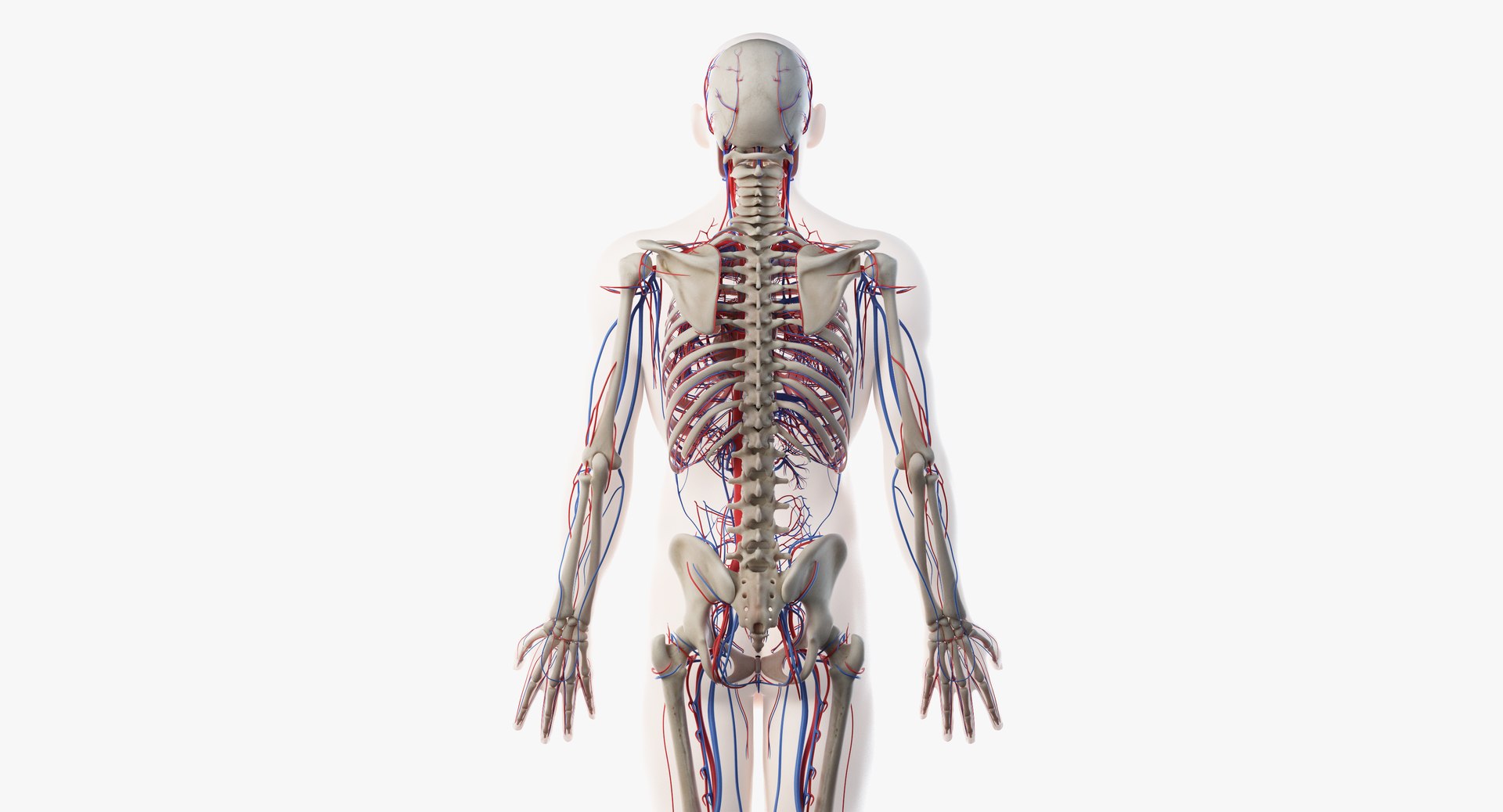 3D male anatomy rigged https://p.turbosquid.com/ts-thumb/wR/rOgvIa/nwWGeMtL/vasc08/png/1560164586/1920x1080/fit_q87/669fcc459c59c6d6f3f52f2aaab487787d499011/vasc08.jpg