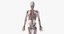 Anatomia Masculina Completa Equipada