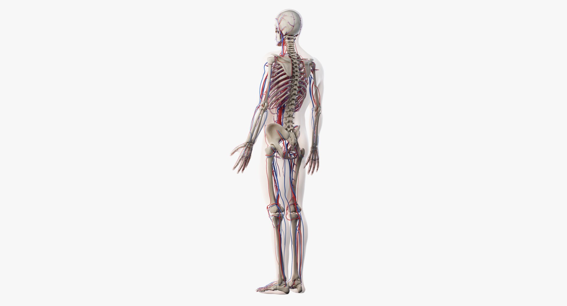 3D male anatomy rigged https://p.turbosquid.com/ts-thumb/wR/rOgvIa/pBOjjFW2/vasc07/png/1560164586/1920x1080/fit_q87/d29314aaa3c53cdcbf451cc8e1cd9cfe2bac0b9c/vasc07.jpg