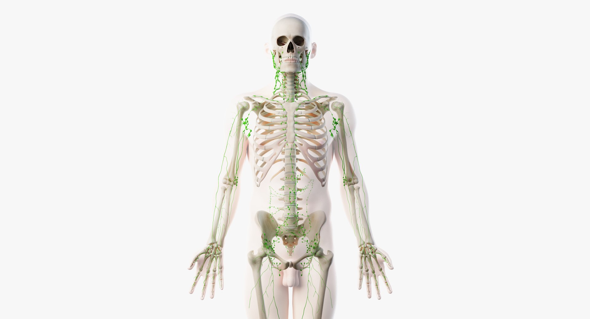 3D male anatomy rigged https://p.turbosquid.com/ts-thumb/wR/rOgvIa/pdh6Lkso/lymphatic02/png/1560164458/1920x1080/fit_q87/9f12d275897150266b02f40a79891900862729e9/lymphatic02.jpg