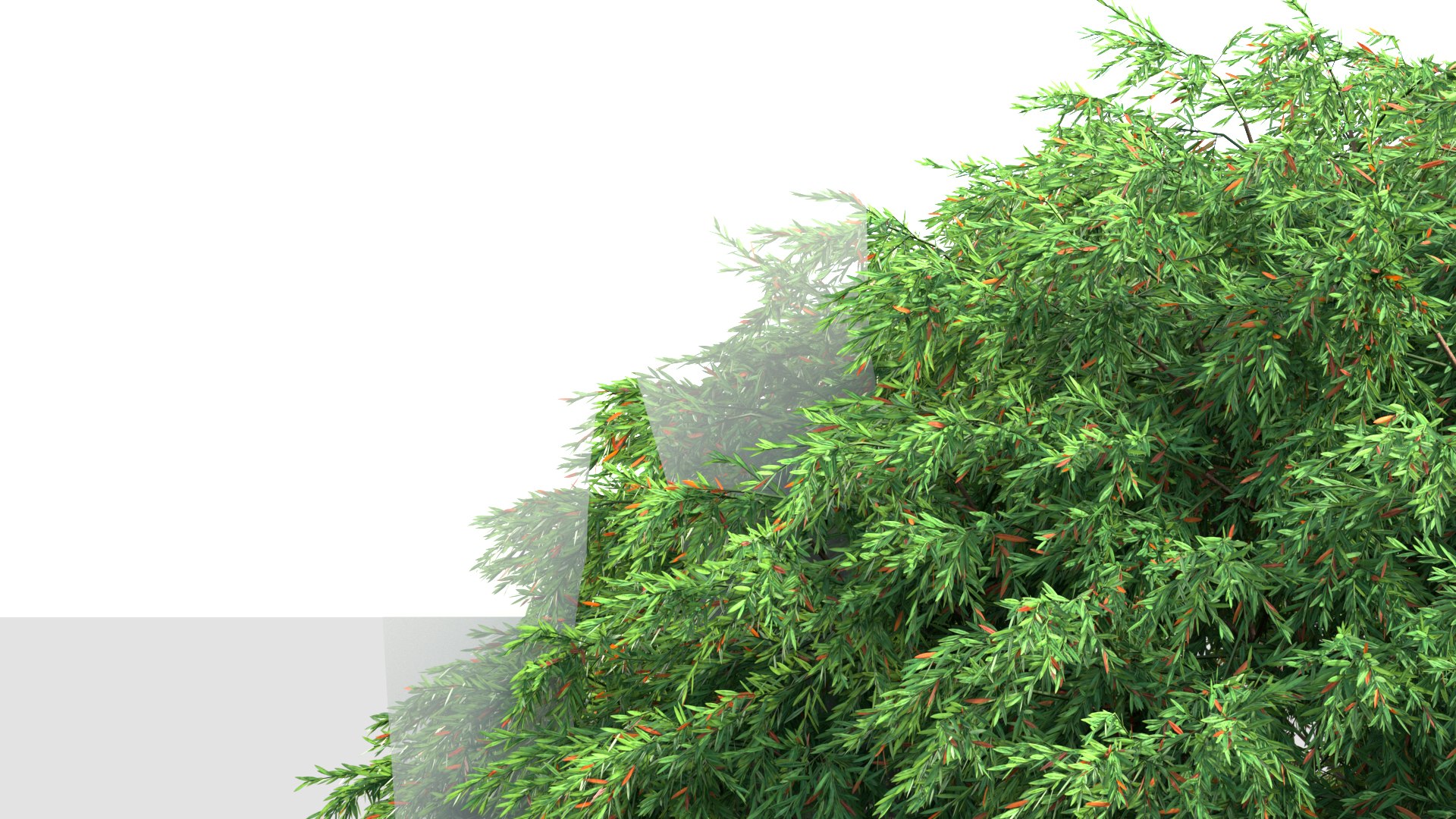 3D Baeckea virgata Baeckea 3D model https://p.turbosquid.com/ts-thumb/wR/sLqjPT/ZW/bc_pm_p017_baeckea_virgata_05/jpg/1693294197/1920x1080/fit_q87/8e684f9670938f695720e5665d7f01329127c96f/bc_pm_p017_baeckea_virgata_05.jpg