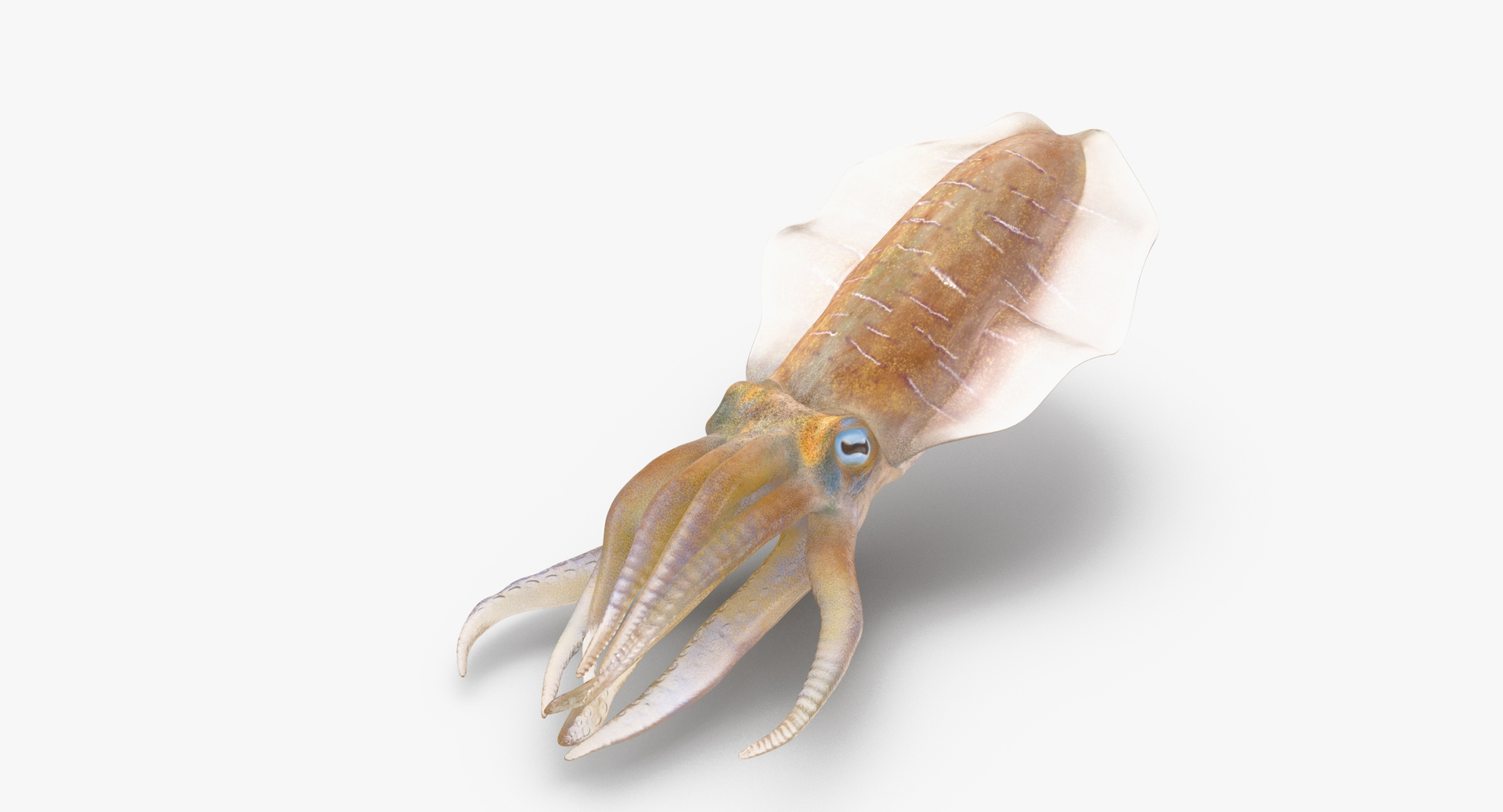 3D sea animals 01 https://p.turbosquid.com/ts-thumb/wR/uj5lMF/2A8RkLwK/0000/jpg/1484661794/1920x1080/turn_fit_q99/6f45e2bb6f2bf66b5bdc874b0a9fc9cdcabc0091/0000-1.jpg