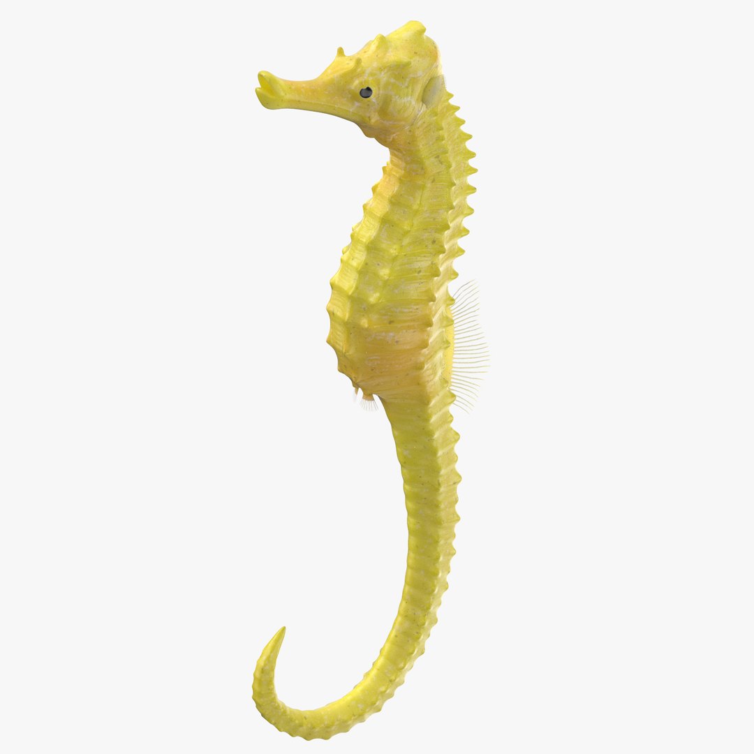 3D sea animals 01 https://p.turbosquid.com/ts-thumb/wR/uj5lMF/2ZXPjoCm/seahorse_001_rig_thumbnail_square0000/jpg/1499168258/1920x1080/fit_q87/2117e71639fbf320c06c4d536984f13257160a6d/seahorse_001_rig_thumbnail_square0000.jpg