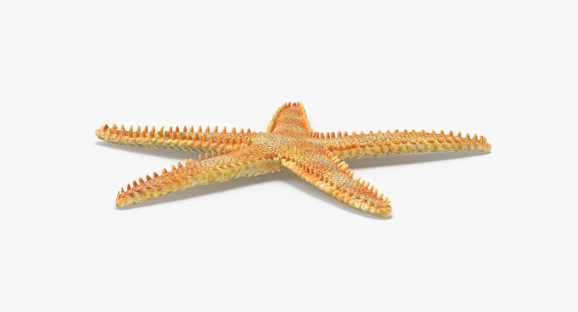 3D sea animals 01 https://p.turbosquid.com/ts-thumb/wR/uj5lMF/43HY1eBC/dried_flat_starfish_thumbnail_0004/jpg/1499169095/1920x1080/fit_q87/72e2969ff9c6d1f1407f37f8048b30349a93c285/dried_flat_starfish_thumbnail_0004.jpg