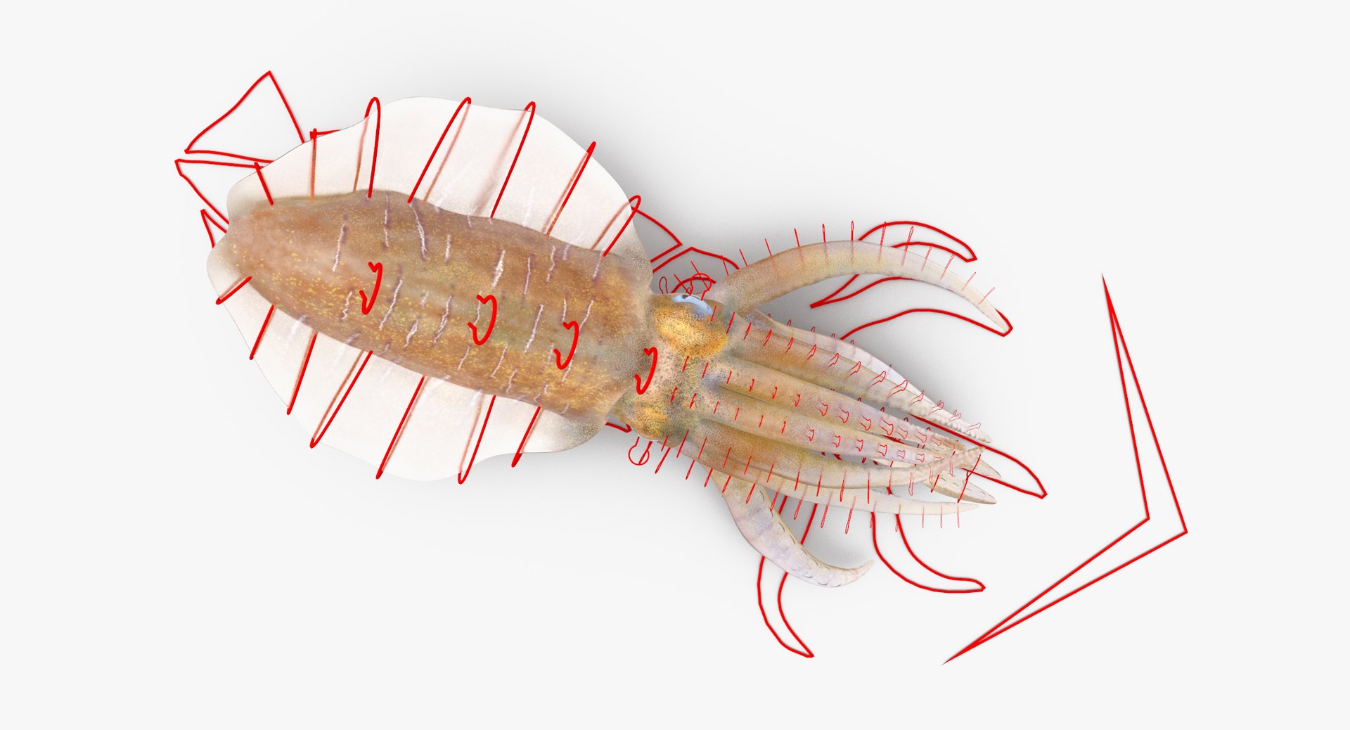 3D sea animals 01 https://p.turbosquid.com/ts-thumb/wR/uj5lMF/8OSCk0aD/squid_rig_thumbnail_controller_0004/jpg/1484661340/1920x1080/fit_q87/a71431b0154fec638fe4236bd2a9a26a085a6c1a/squid_rig_thumbnail_controller_0004.jpg