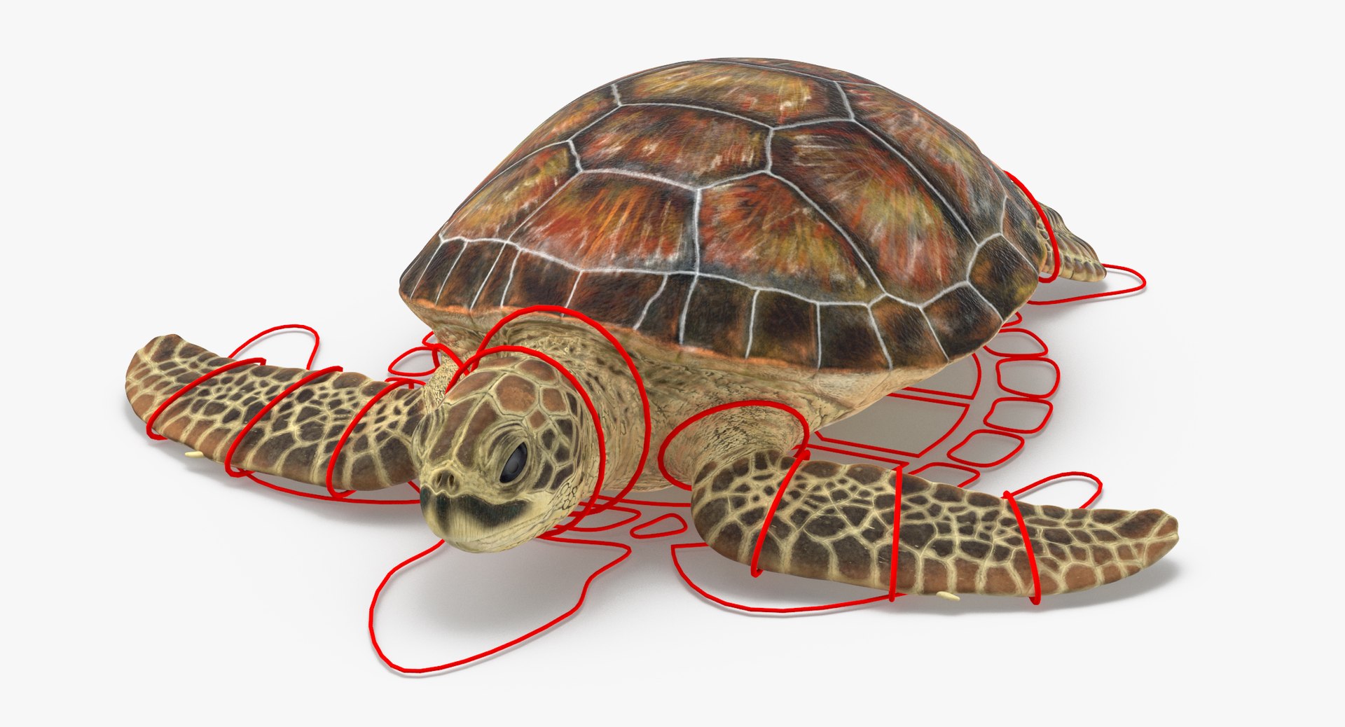 3D sea animals 01 https://p.turbosquid.com/ts-thumb/wR/uj5lMF/AoyeccwW/sea_turtle_rig_001_thumbnail_controller_0004/jpg/1499167575/1920x1080/fit_q87/e9e2f134b93358a95e16bb0aad983941d699d604/sea_turtle_rig_001_thumbnail_controller_0004.jpg