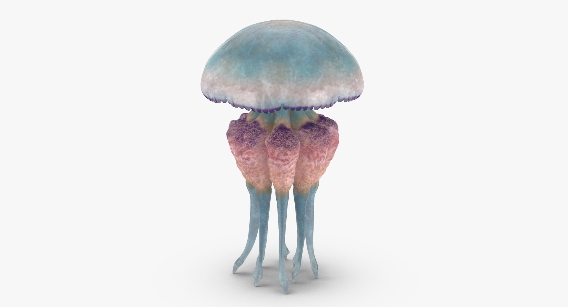 3D sea animals 01 https://p.turbosquid.com/ts-thumb/wR/uj5lMF/uI96uyRj/0000/jpg/1499167416/1920x1080/turn_fit_q99/994dfe6666cb4b0712d51edb5f1e616d3a65f729/0000-1.jpg