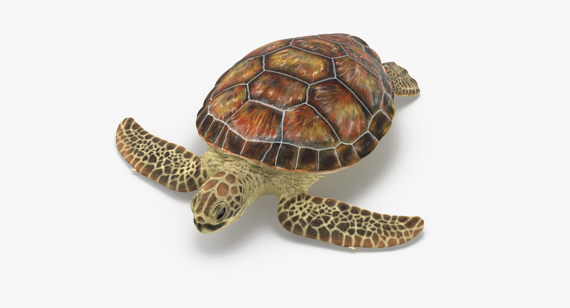 3D sea animals 01 https://p.turbosquid.com/ts-thumb/wR/uj5lMF/w6QgdkRw/0000/jpg/1499167959/1920x1080/turn_fit_q99/c9eaa3af5eea0c237e3c90efaa68f432dff23f3f/0000-1.jpg
