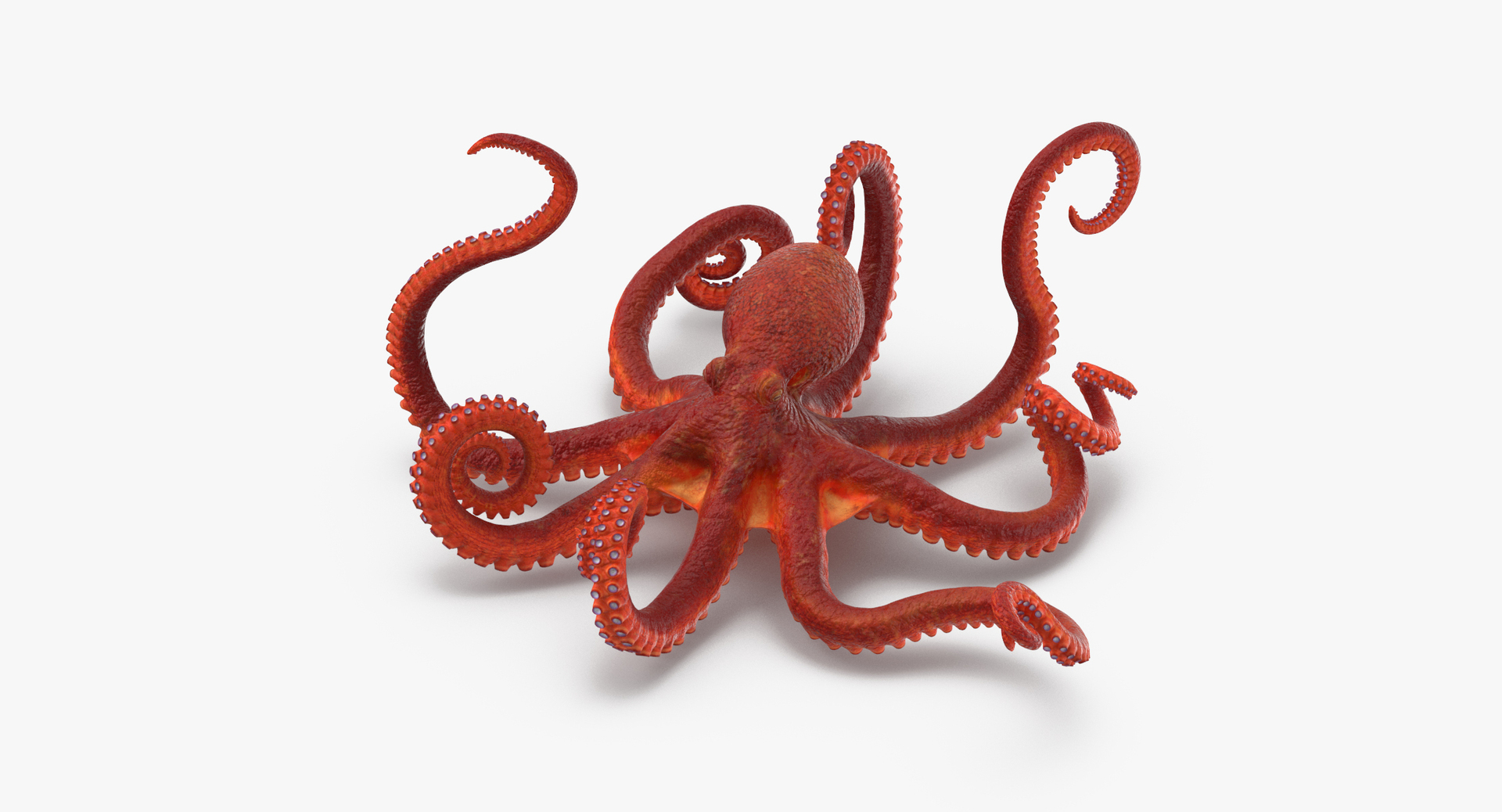 3D sea animals 01 https://p.turbosquid.com/ts-thumb/wR/uj5lMF/yPoSIneh/0000/jpg/1499166380/1920x1080/turn_fit_q99/c817cbfcb397c87074240d1508215747fc35c1c3/0000-1.jpg