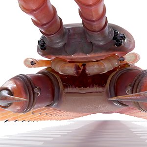 3D Centipede Scolopendra