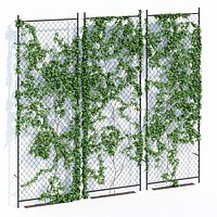 Ivy wall