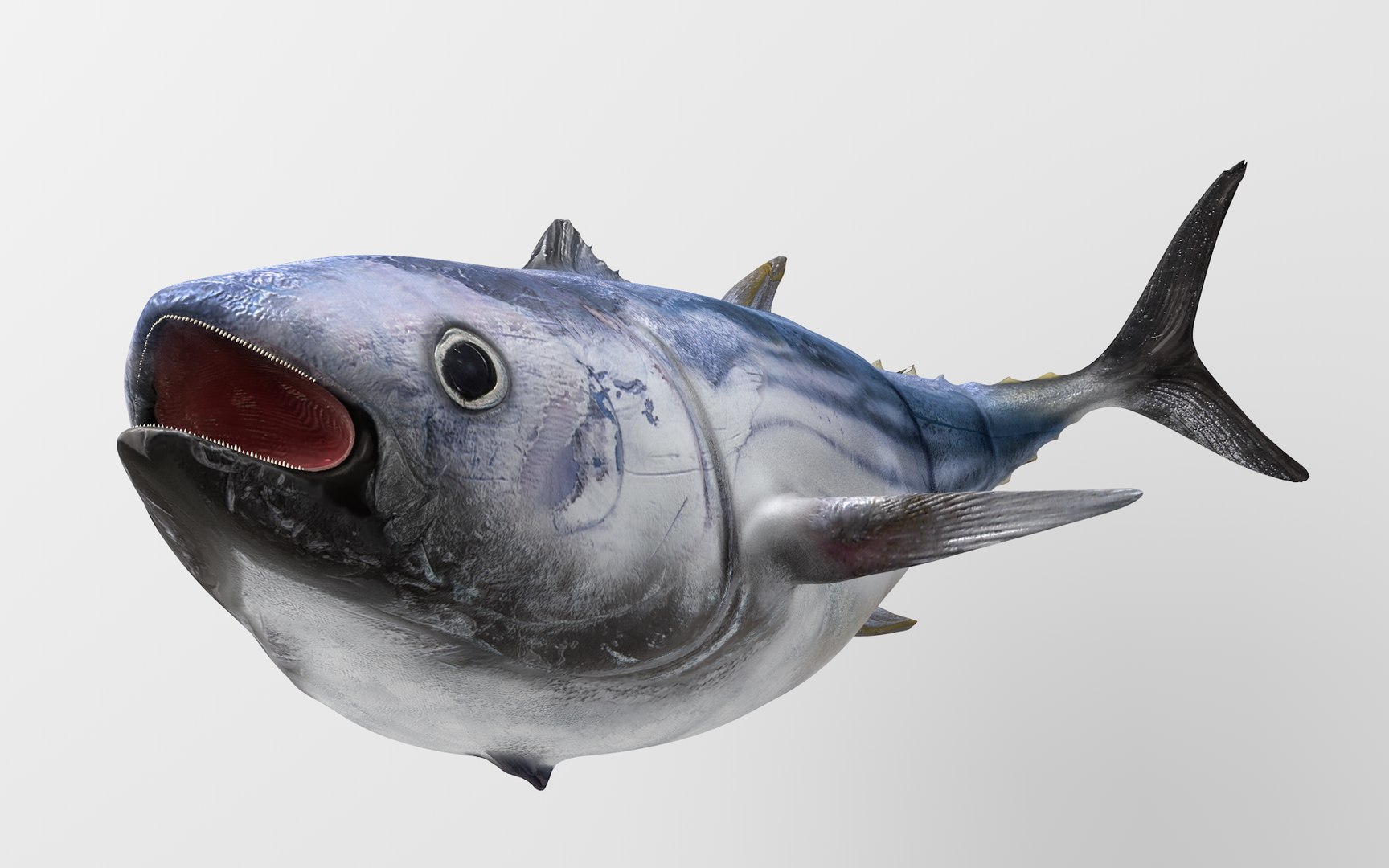 TUNA FISH Rigged  L1896 3D model https://p.turbosquid.com/ts-thumb/wS/9aODBJ/3m/14_i17_0061/png/1671573479/1920x1080/fit_q87/81dc119bdc1115e5eadfaf87d9e616b7a2730efc/14_i17_0061.jpg