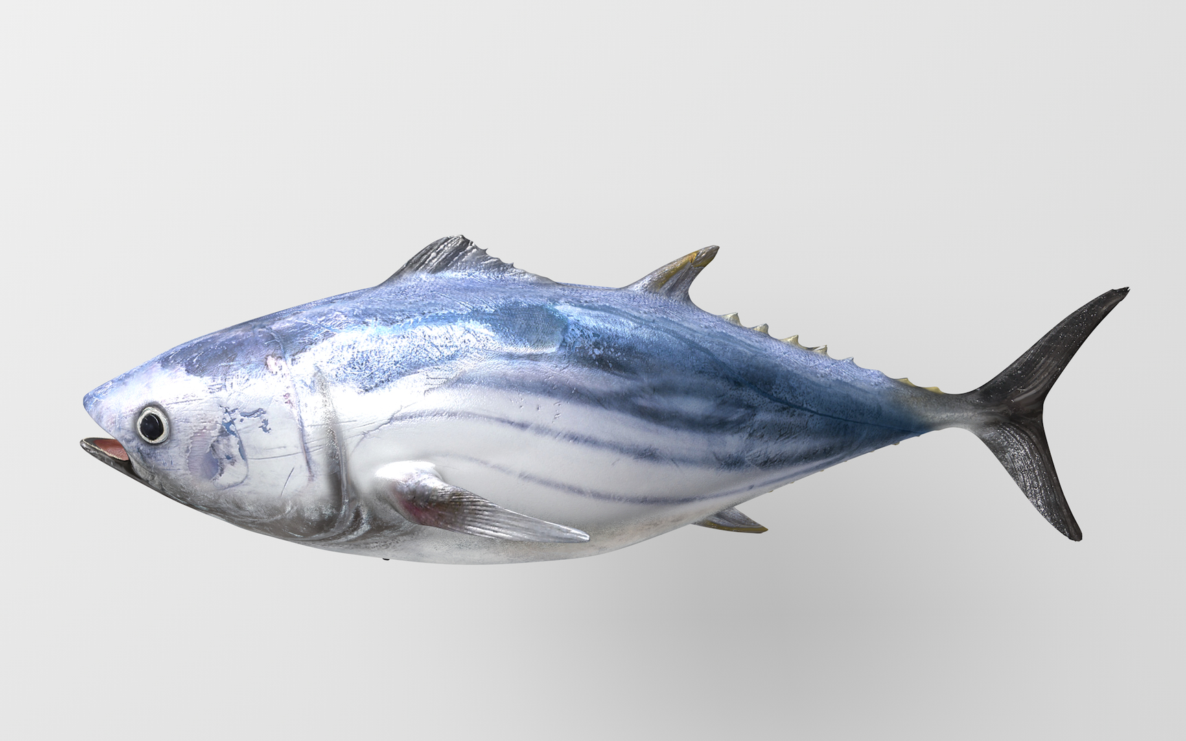 TUNA FISH Rigged  L1896 3D model https://p.turbosquid.com/ts-thumb/wS/9aODBJ/6P/0000/png/1671587584/1920x1080/turn_fit_q99/c6569b81cb099c25f2d541d2be7ad294c3b9e500/0000-1.jpg