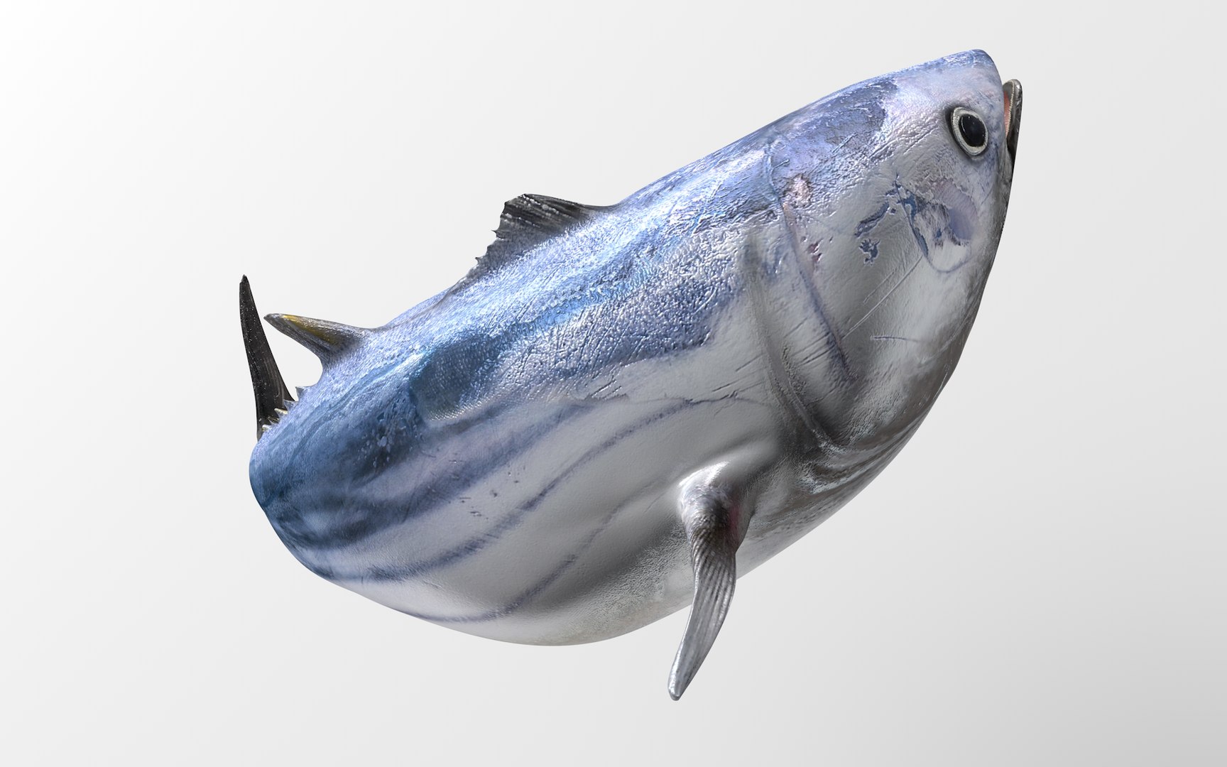 TUNA FISH Rigged  L1896 3D model https://p.turbosquid.com/ts-thumb/wS/9aODBJ/7l/25_i29_0030/png/1671573493/1920x1080/fit_q87/40b53521f4f4495913ba9aab02676793bbb7645e/25_i29_0030.jpg