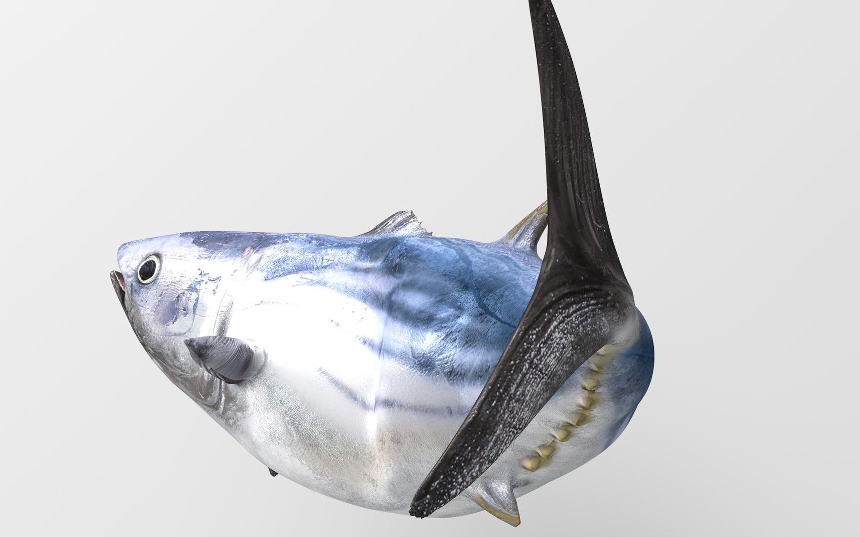 TUNA FISH Rigged  L1896 3D model https://p.turbosquid.com/ts-thumb/wS/9aODBJ/Si/11_i14_0031/png/1671573476/1920x1080/fit_q87/9df47910051324e3d167570f91d9356d5d009689/11_i14_0031.jpg