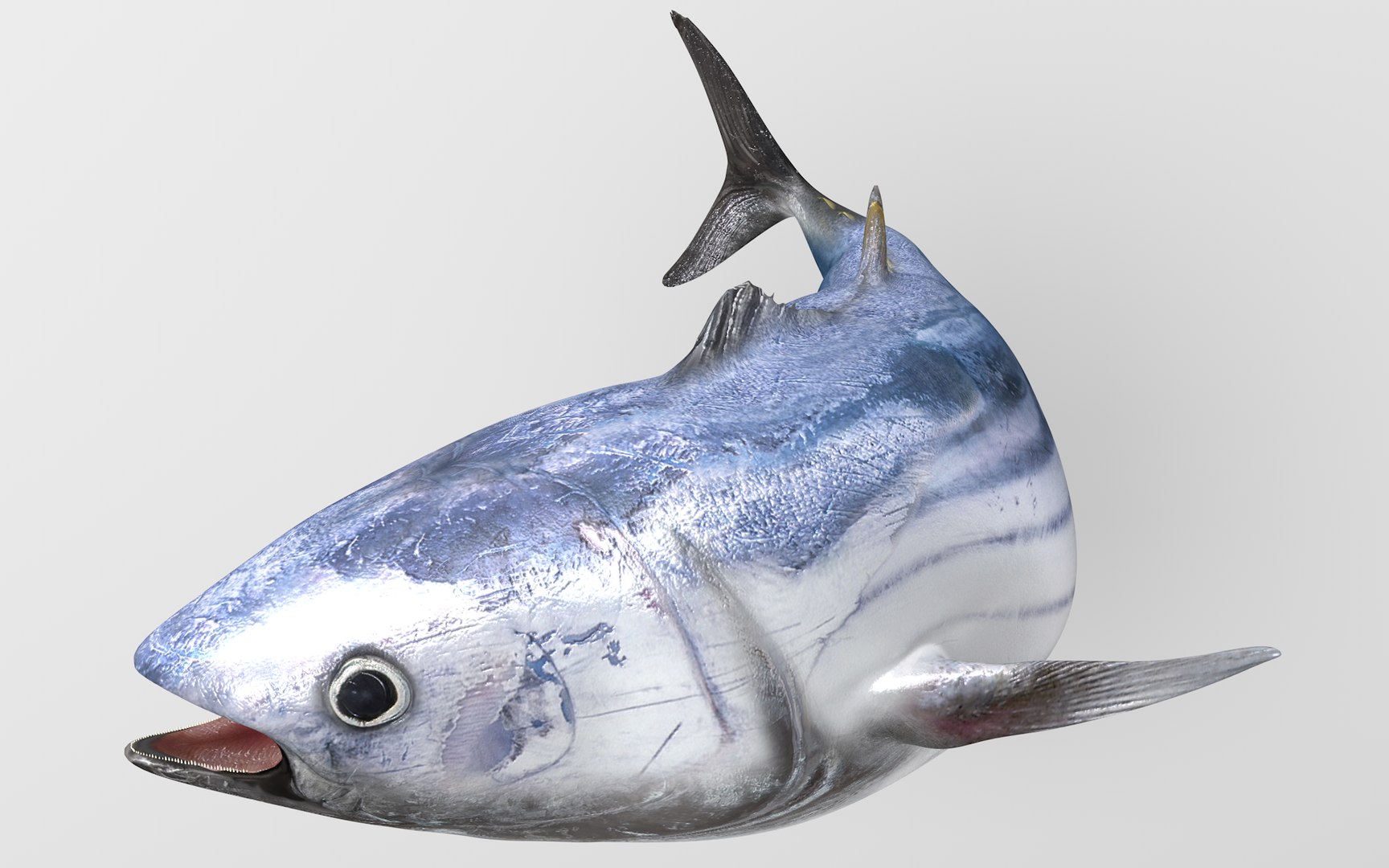 TUNA FISH Rigged  L1896 3D model https://p.turbosquid.com/ts-thumb/wS/9aODBJ/WK/13_i16_0045/png/1671573479/1920x1080/fit_q87/988594c525c23fc54e810caaf4997400b307bd44/13_i16_0045.jpg