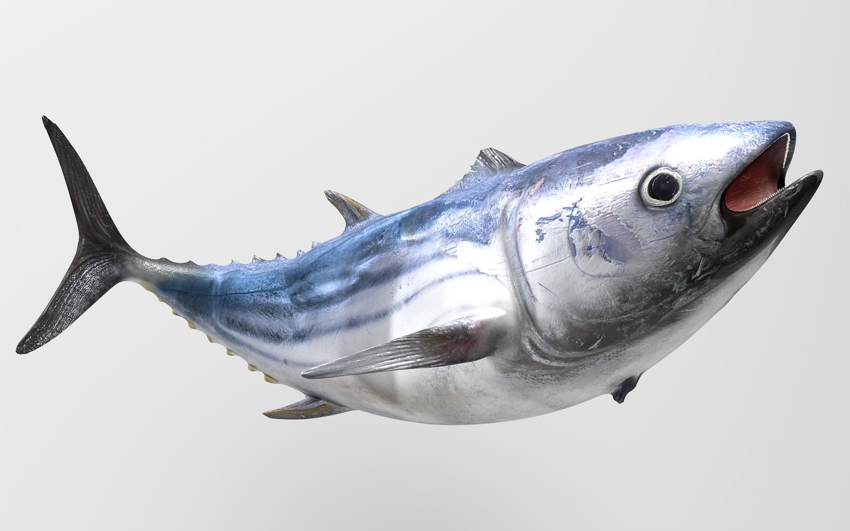 TUNA FISH Rigged  L1896 3D model https://p.turbosquid.com/ts-thumb/wS/9aODBJ/ri/19_i22_0045/png/1671573485/1920x1080/fit_q87/f83cb09b4bc4f53e1aa63e211193fbe6b799e730/19_i22_0045.jpg