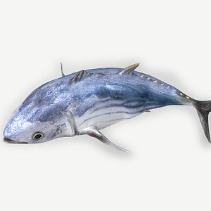 TUNA FISH Rigged  L1896 3D model
