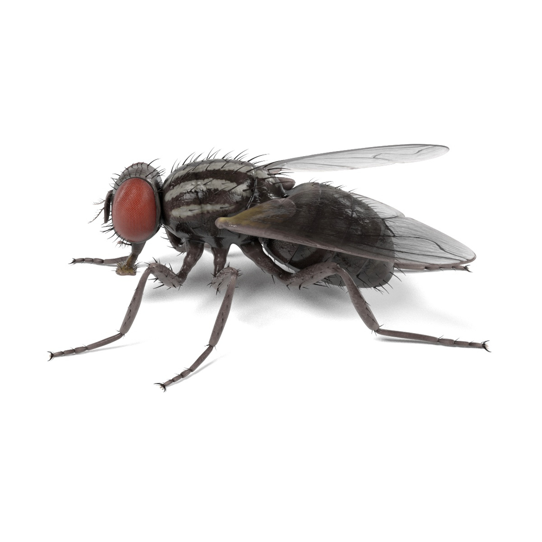 common insect 3d 3ds