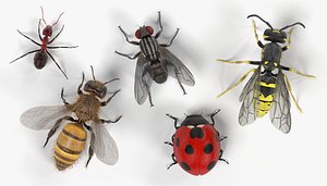 Common Insect
