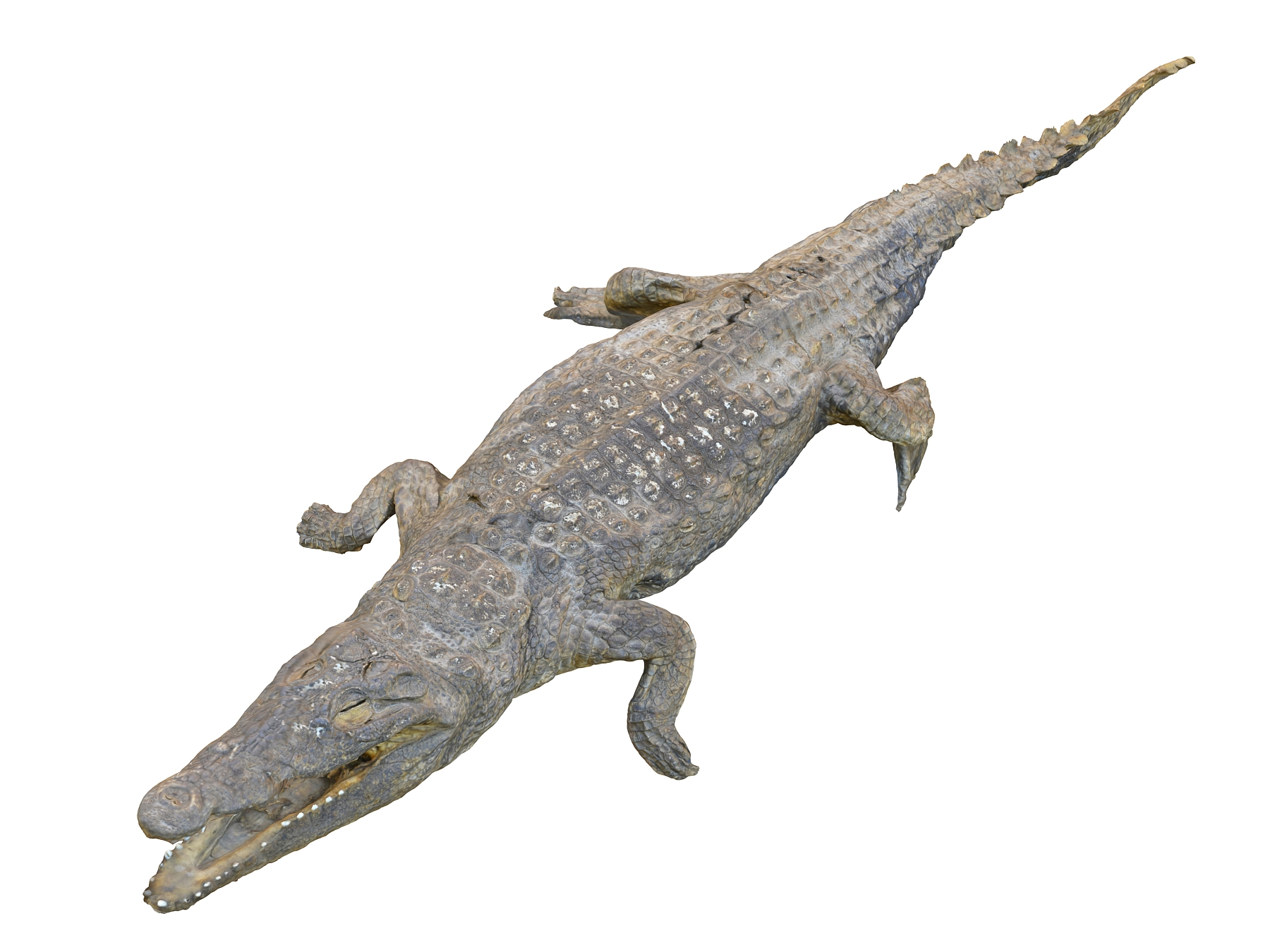 Nile crocodiles hd 3D model - TurboSquid 1509627