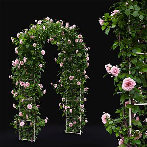 Rose climbing 01