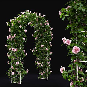 Rose climbing 01