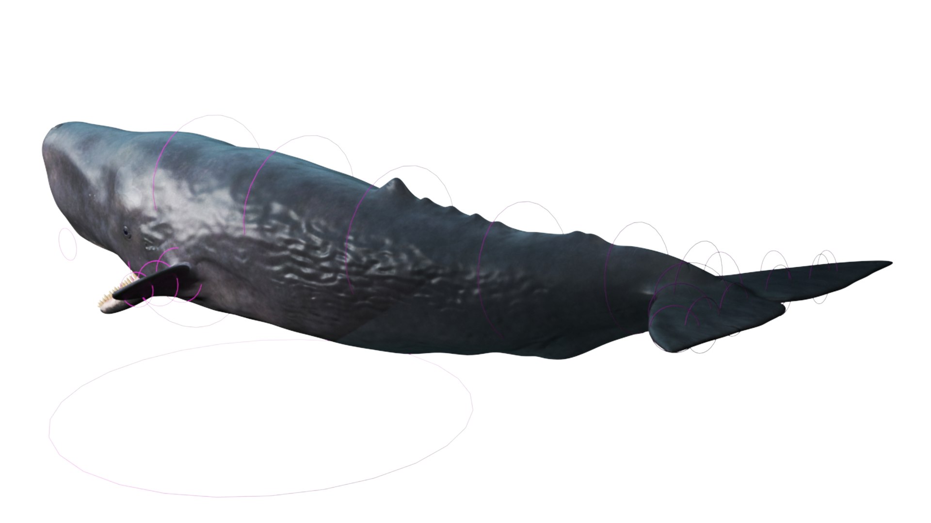 3D Cachalot Rigged for Cinema 4D https://p.turbosquid.com/ts-thumb/wS/ljQdP9/1n/reproduction__cachalot_rigged_026/jpg/1703516677/1920x1080/fit_q87/2a2a975b4b53a6021994498c144c7a5e74b4fee6/reproduction__cachalot_rigged_026.jpg