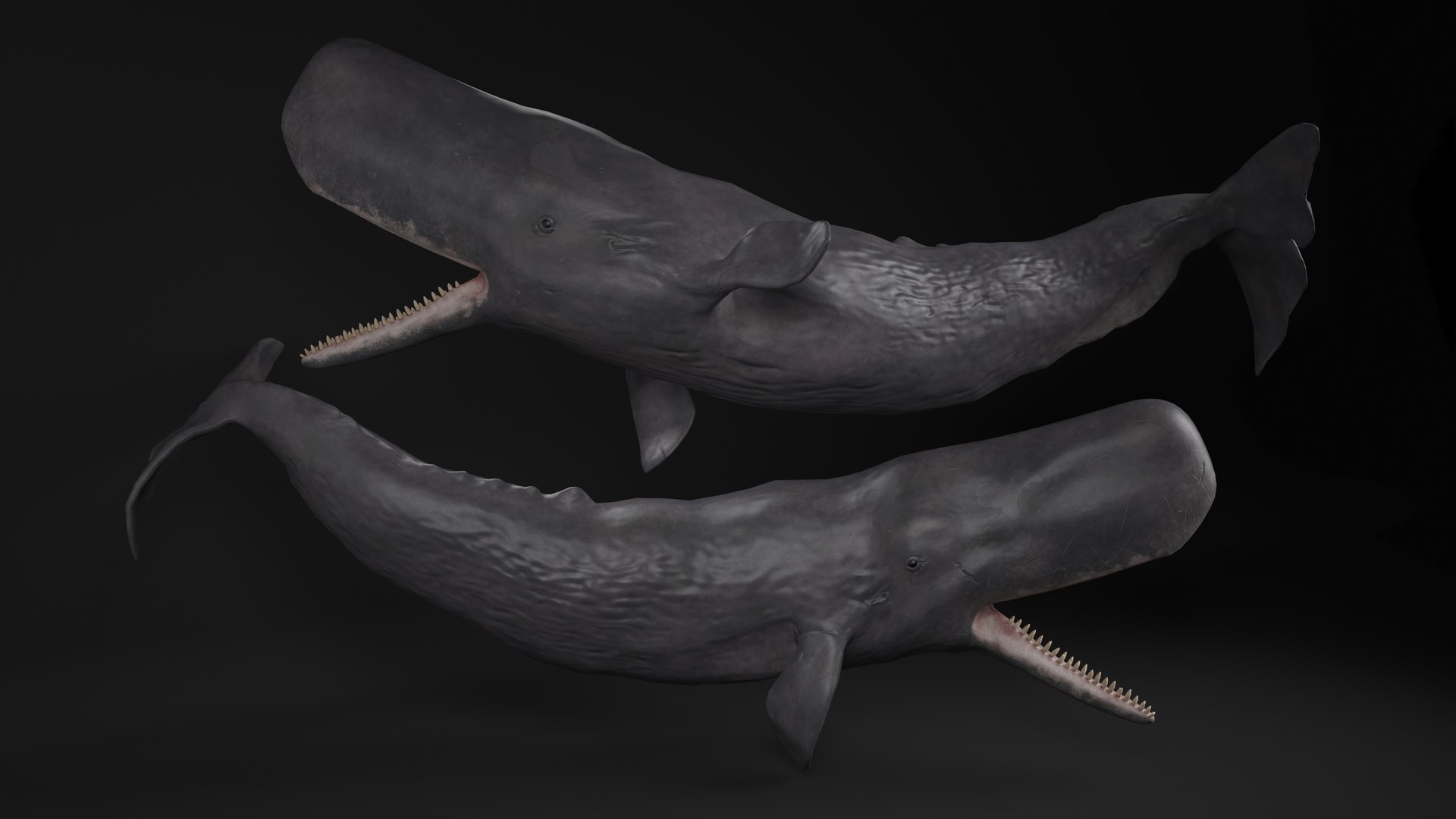 3D Cachalot Rigged for Cinema 4D https://p.turbosquid.com/ts-thumb/wS/ljQdP9/6h/reproduction__cachalot_rigged_010/jpg/1703516667/1920x1080/fit_q87/940eba67a813de630e8aafc6d03289f51c1c68e9/reproduction__cachalot_rigged_010.jpg