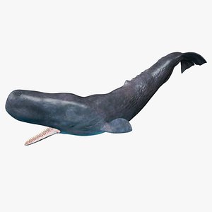 Cachalot Rigged for Cinema 4D