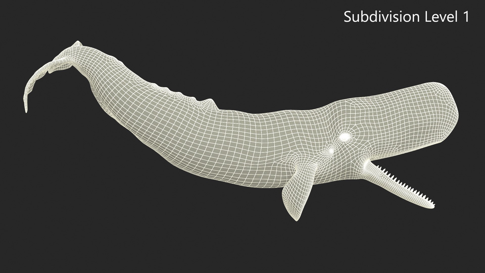 3D Cachalot Rigged for Cinema 4D https://p.turbosquid.com/ts-thumb/wS/ljQdP9/FE/reproduction__cachalot_rigged_031/jpg/1703516679/1920x1080/fit_q87/3117e4365dc07ee51aeea251650f515ec7428675/reproduction__cachalot_rigged_031.jpg