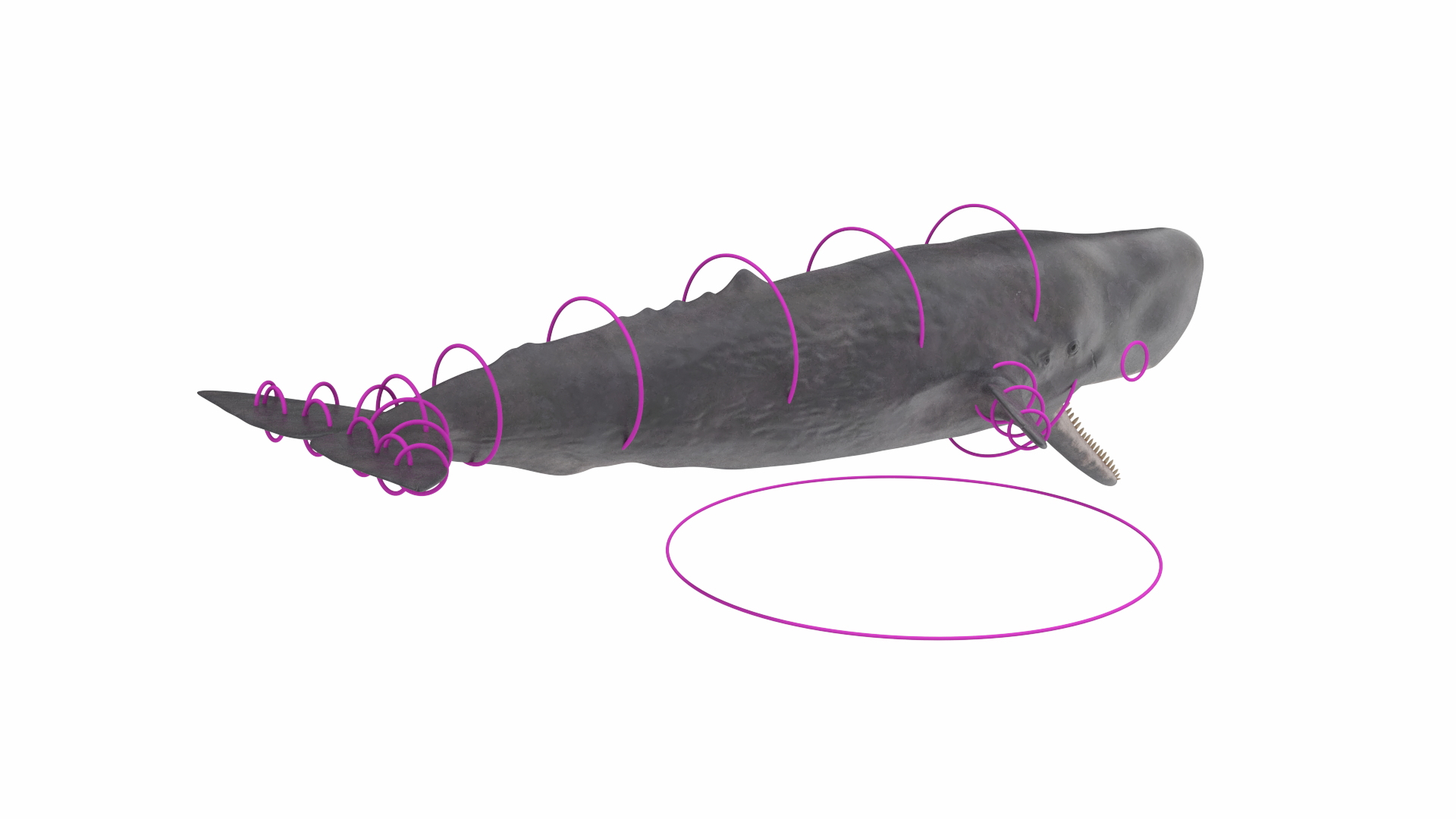 3D Cachalot Rigged for Cinema 4D https://p.turbosquid.com/ts-thumb/wS/ljQdP9/gy/reproduction__cachalot_rigged_362/jpg/1703516483/1920x1080/turn_fit_q99/d2ac1d91cd2540a441eabbcb0278b04620d7d714/reproduction__cachalot_rigged_362-1.jpg