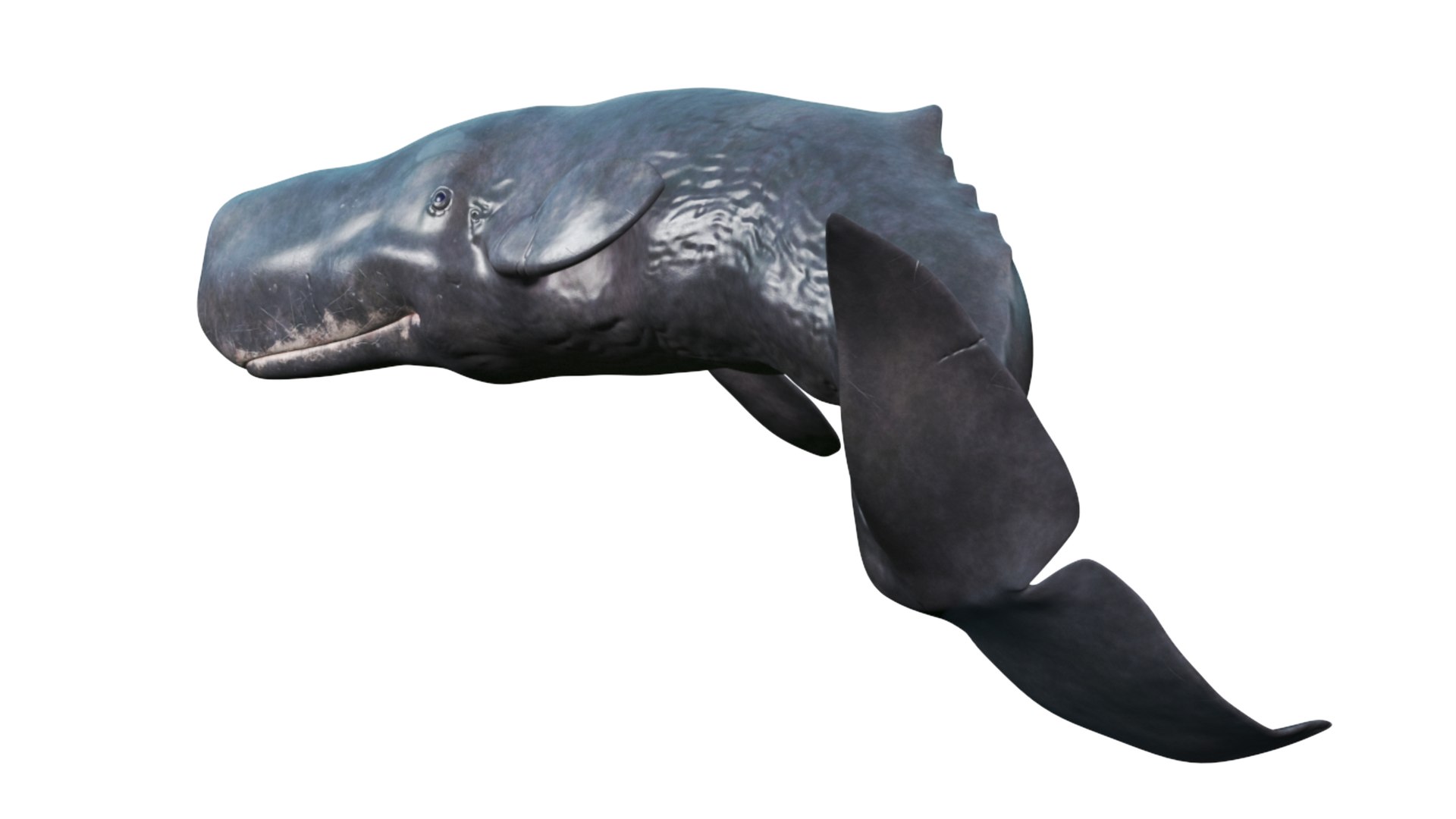 3D Cachalot Rigged for Cinema 4D https://p.turbosquid.com/ts-thumb/wS/ljQdP9/ns/reproduction__cachalot_rigged_019/jpg/1703516671/1920x1080/fit_q87/ce19c4a55b7af5af64eb48da20ea3167bc906294/reproduction__cachalot_rigged_019.jpg