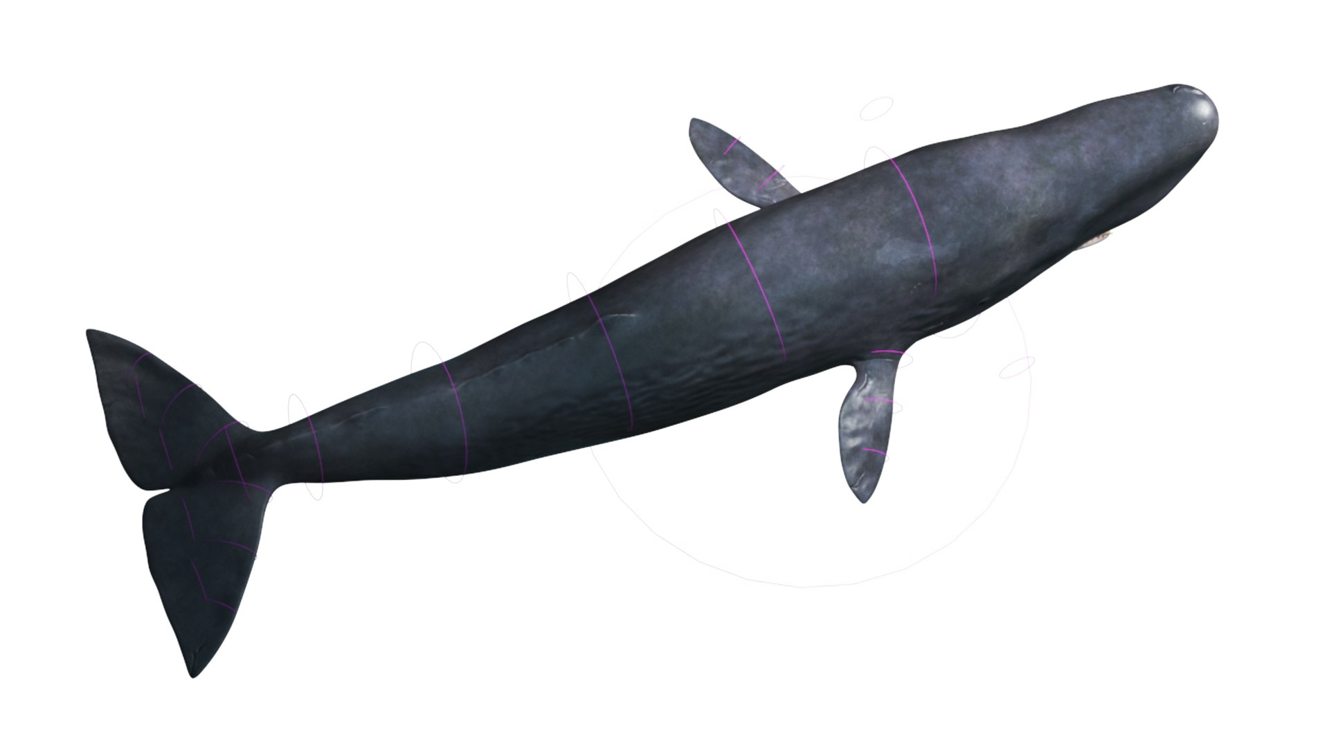 3D Cachalot Rigged for Cinema 4D https://p.turbosquid.com/ts-thumb/wS/ljQdP9/v1/reproduction__cachalot_rigged_027/jpg/1703516677/1920x1080/fit_q87/0c142ef10ba189e91bd824981a18d0418f03d63d/reproduction__cachalot_rigged_027.jpg