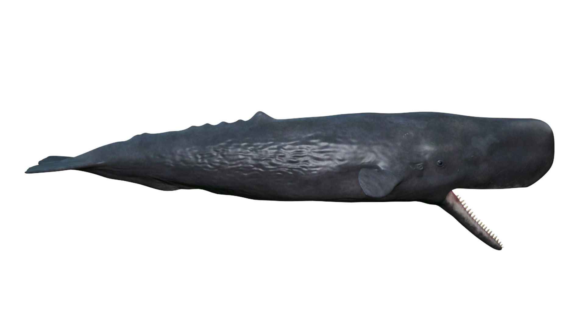 3D Cachalot Rigged for Cinema 4D https://p.turbosquid.com/ts-thumb/wS/ljQdP9/zV/reproduction__cachalot_rigged_012/jpg/1703516667/1920x1080/fit_q87/03b7401dabaab3ba5501929857709b0d46ddddaf/reproduction__cachalot_rigged_012.jpg