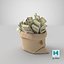 Money Bags Collection V34