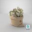 Money Bags Collection V34