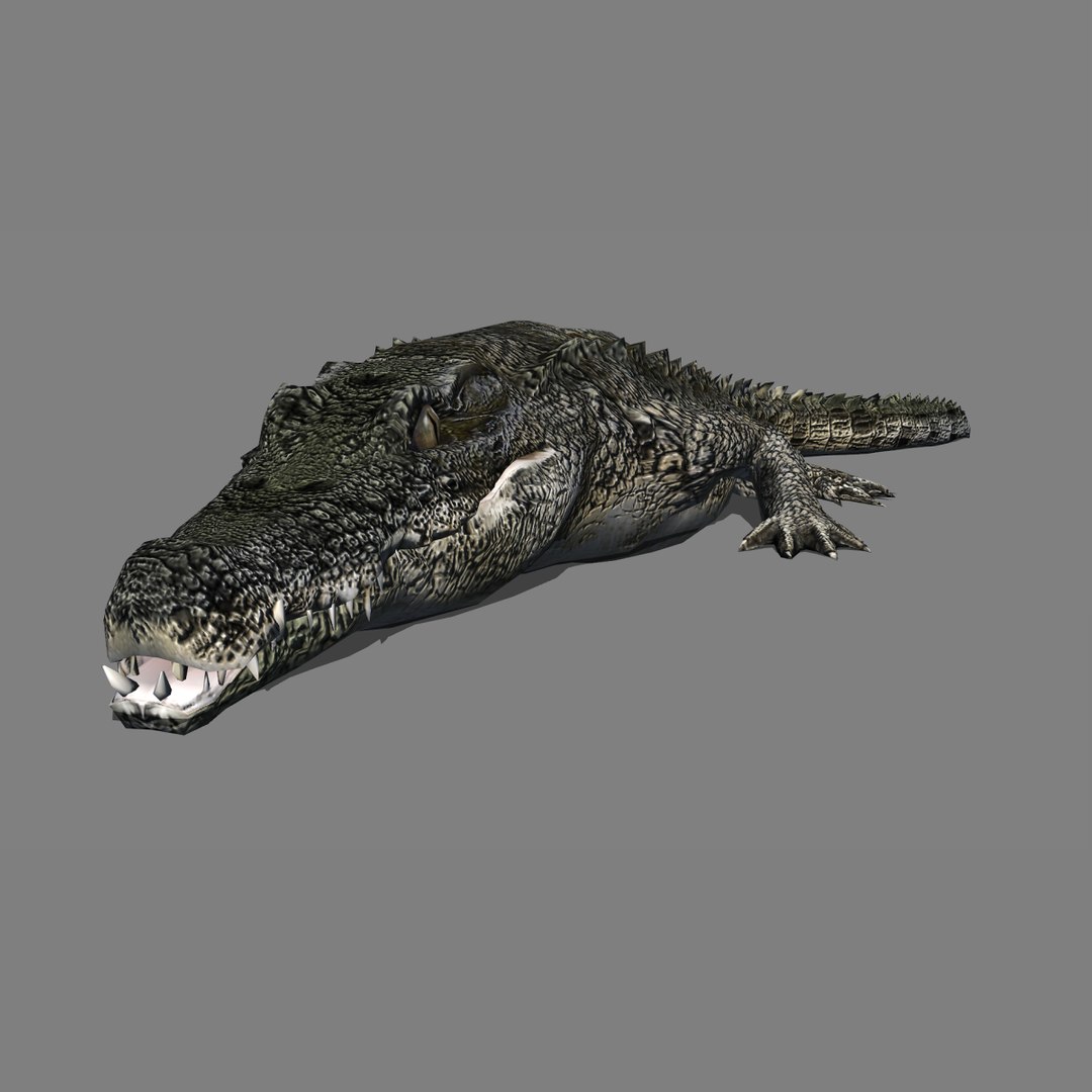 3D Model Alligator - TurboSquid 1294599